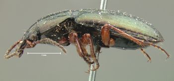 Media type: image;   Entomology 7394 Aspect: habitus lateral view